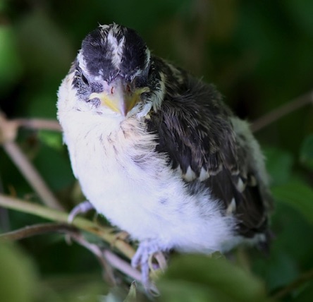 Young Rose-breasted Grosbeak