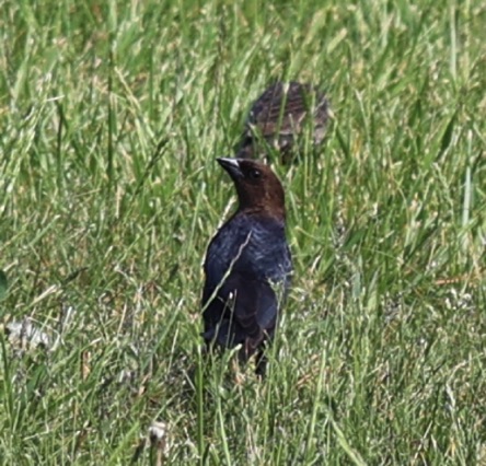 Brown-headed Cowbird