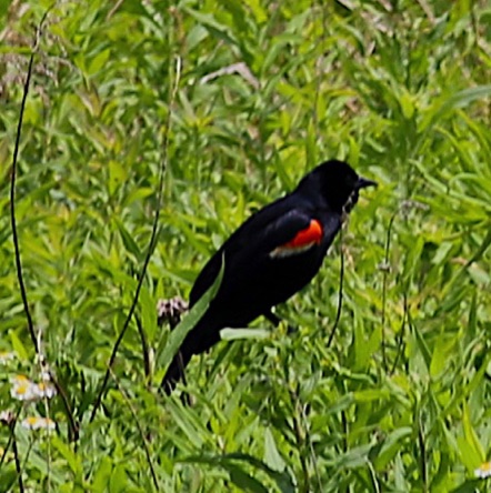 Red-winged Blackbird