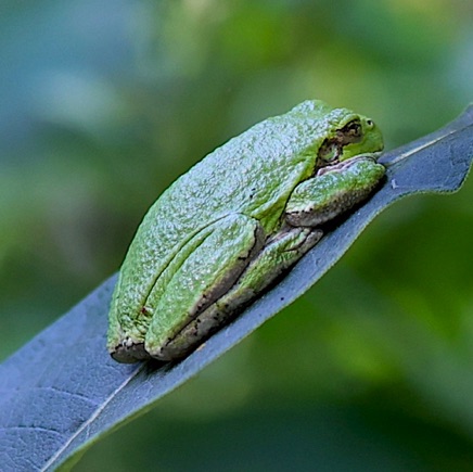 Cope's or Gray Tree Frog