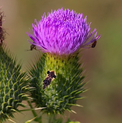 Bull Thistle