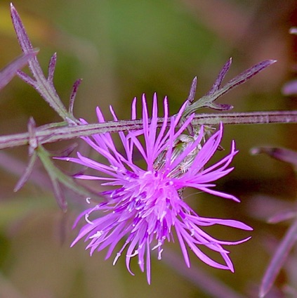 Spotted Knappweed