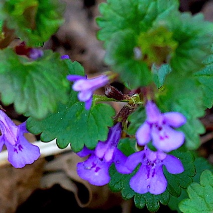 Ground Ivy