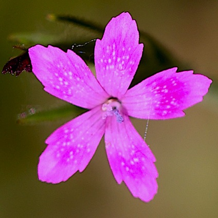 Deptford Pink