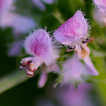 Motherwort