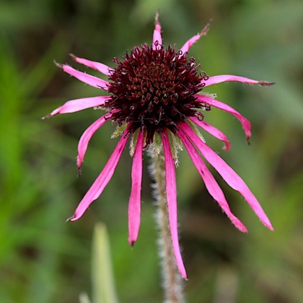 Pale Coneflower (8)