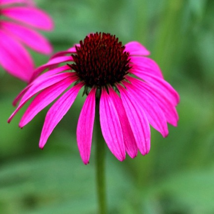 Purple Coneflower (3)