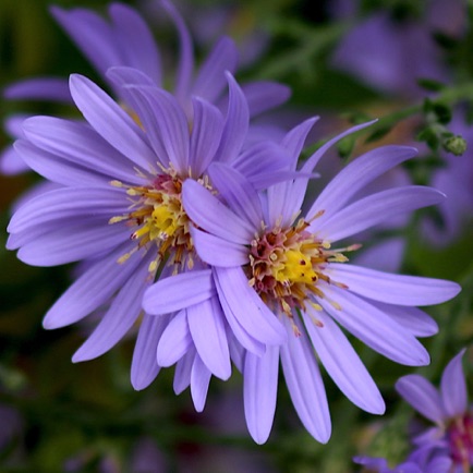 Silky Aster (10)