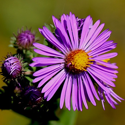 New England Aster (4)