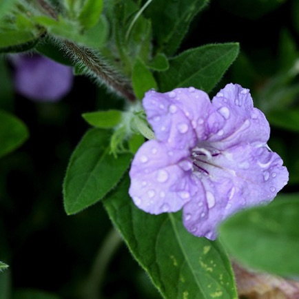 Wild Petunia (7)