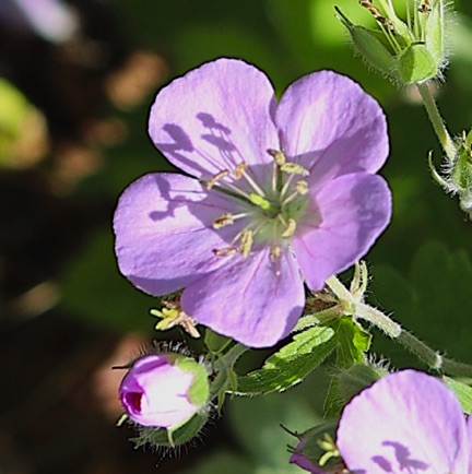 Wild Geranium (4)