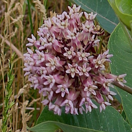 Common Milkweed (0)