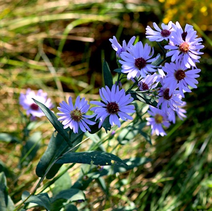 Aster