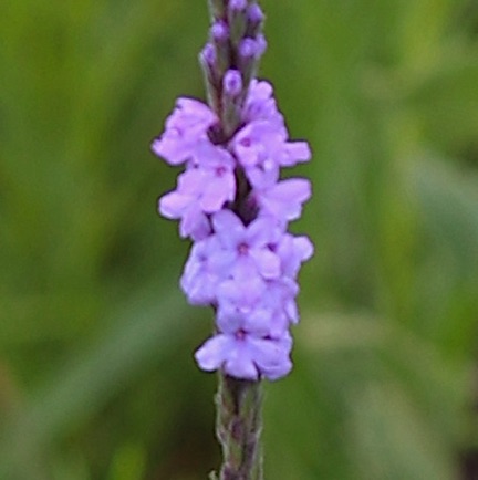 Hoary Vervain (4)