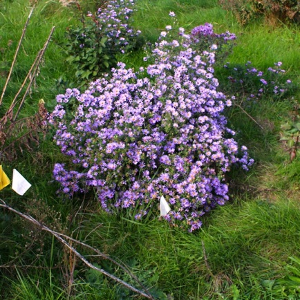 Aromatic Aster (10)
