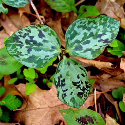 Prairie Trillium (5)