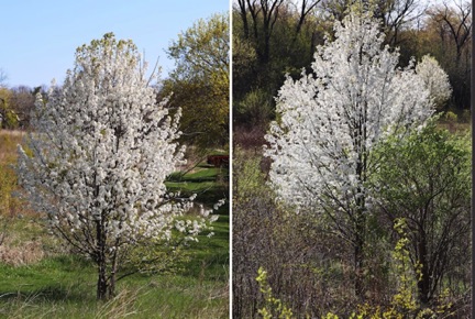 Callery Pear Tree