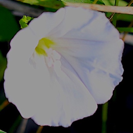 Hedge Bindweed