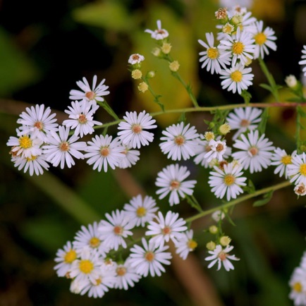 Hairy Aster (0)