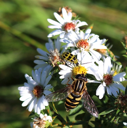 White Aster (0) White Aster (0)