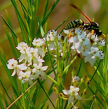 Whorled Milkweed (1) Whorled Milkweed (1)