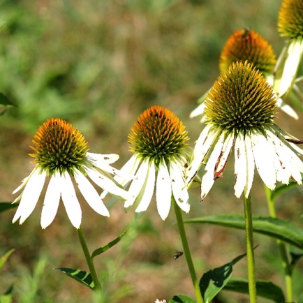 Purple Coneflower (3) Purple Coneflower (3)