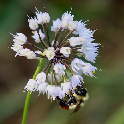 Nodding Onion (7) Nodding Onion (7)