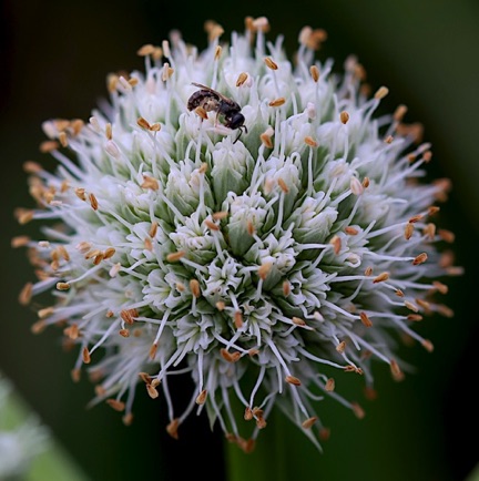 Rattlesnake Master (9) Rattlesnake Master (9)