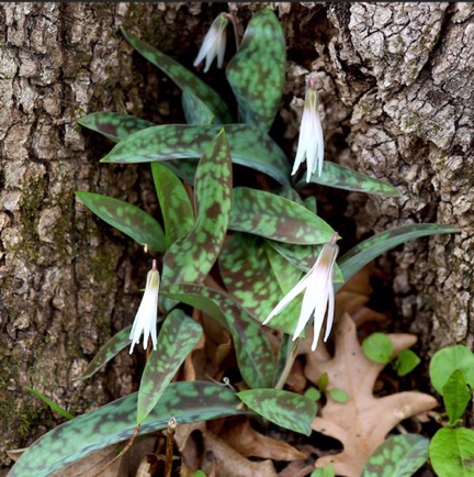 White Trout Lily, Deer tongue (5) White Trout Lily, Deer tongue (5)
