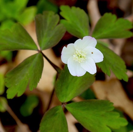 Wood Anemone (7) Wood Anemone (7)