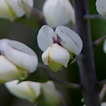 White Wild Indigo (8) White Wild Indigo (8)