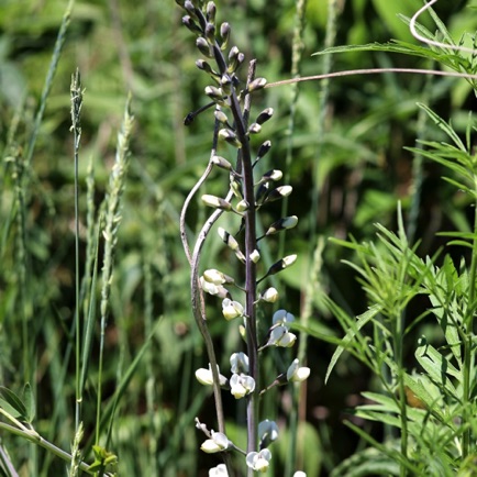 White Wild Indigo (8) White Wild Indigo (8)