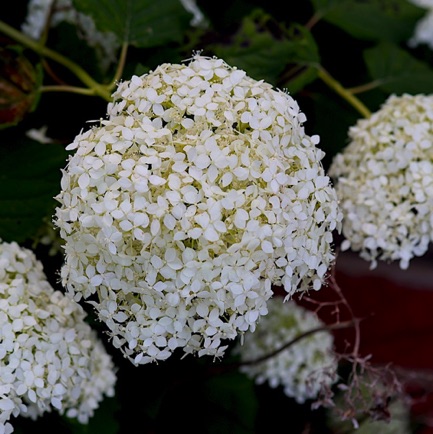 Smooth Hydrangea (10) Smooth Hydrangea (10)