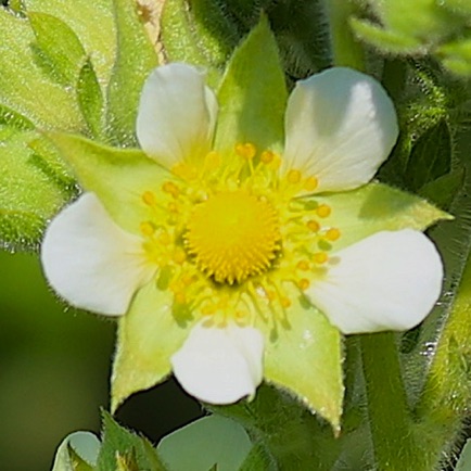 White Avens (1) White Avens (1)