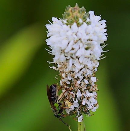 Prairie Clover (7) Prairie Clover (7)