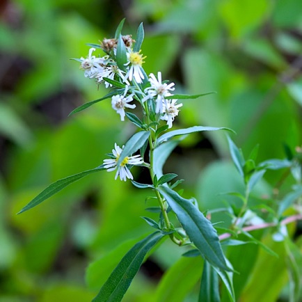 Small White Aster (5) Small White Aster (5)