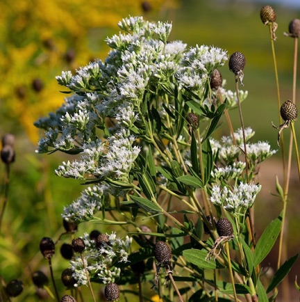 Tall Boneset (1) Tall Boneset (1)