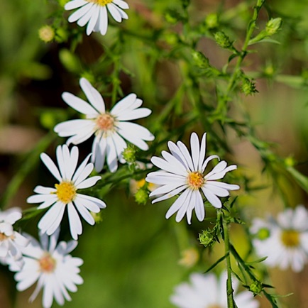Tradescant's Aster? Tradescant's Aster?