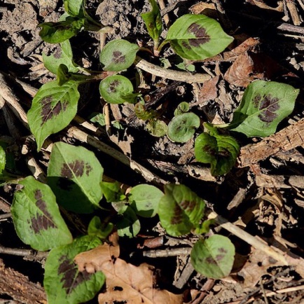 Virginia Knotweed (2) Virginia Knotweed (2)