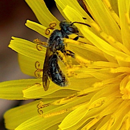 Common Dandelion 
(Carpenter Bee)