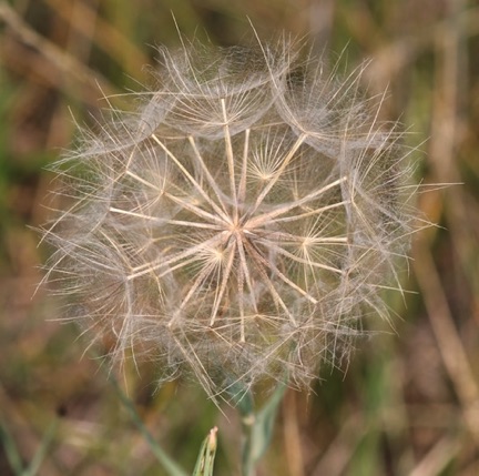 Salsify Plant Seeds