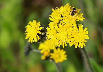 Yellow Goat's Beard