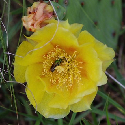 Prickly Pear Cactus (5)
(only native IL cactus)