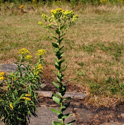 Stiff Goldenrod (4)