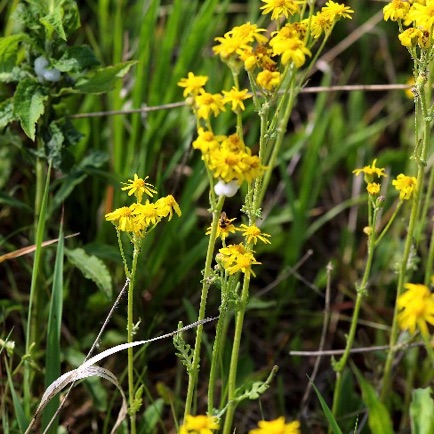 Golden Ragwort (7)