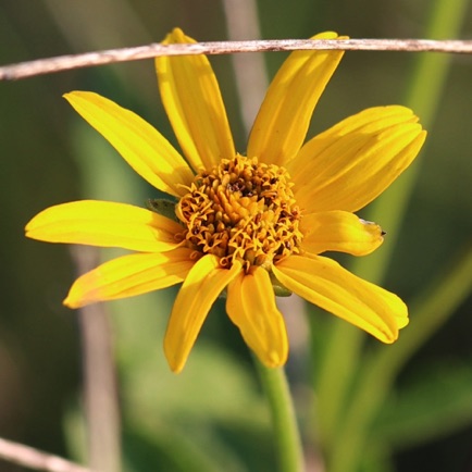 Pale-leaved Sunflower (5)