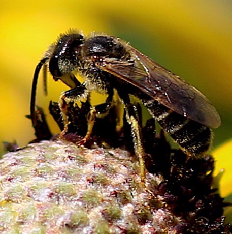 Andrena - Mining Bee