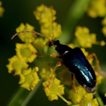 Longhorn Beetle