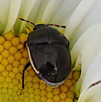 Ebony or Carpet Beetle