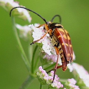 Banded Longhorn